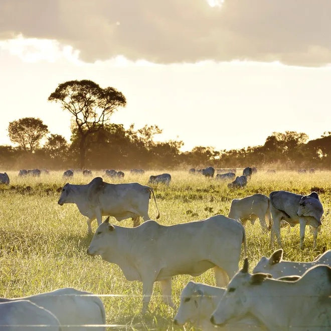 Silhouettes of cattle in a pasture
