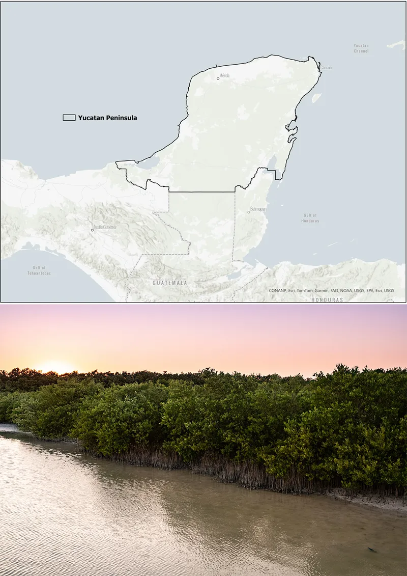 Mangroves along the water at dusk or dawn, with a map of the Yucatan