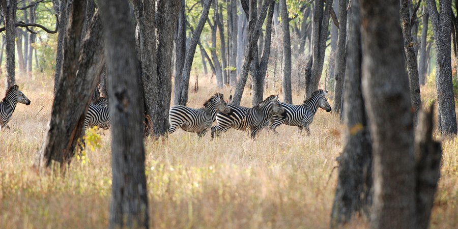Zebras standing among trees