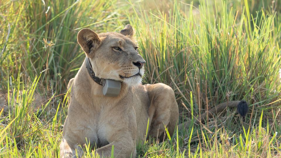 A lioness rests in the green grass of Botswana, wearing a satellite collar