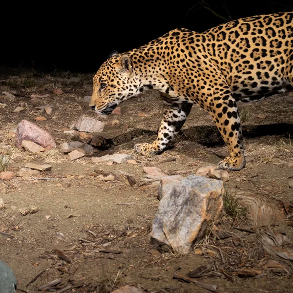 A jaguar walks across a rocky landscape at night