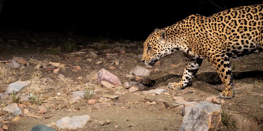 A jaguar walks across a rocky landscape at night