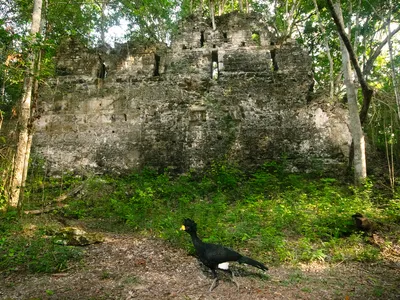 Camera trap image of large black and white ground bird, with ancient stone ruins in background