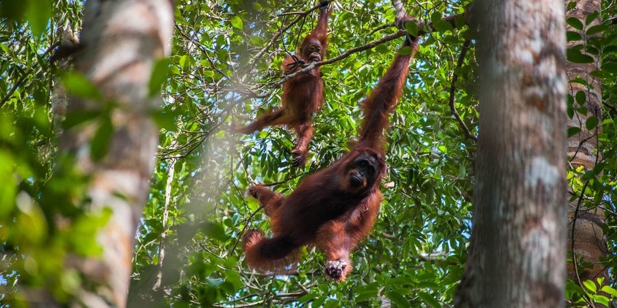 An orangutan swings on a tree branch in Indonesia