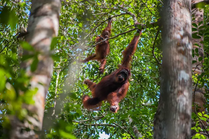 An orangutan swings on a tree branch in Indonesia