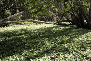 The forest floor of Selva Maya, Mexico, shows a bunch of small green plants and a tree that has fallen across a light-speckled portion