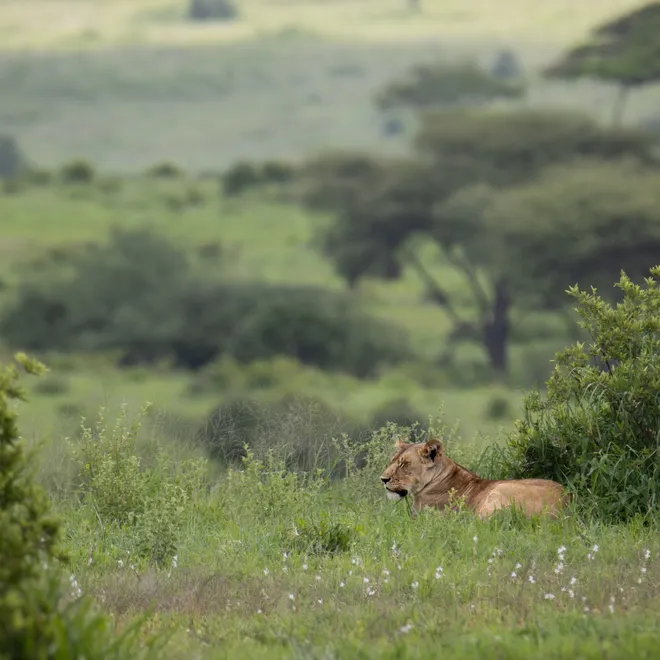 A lion is nestled in a green field