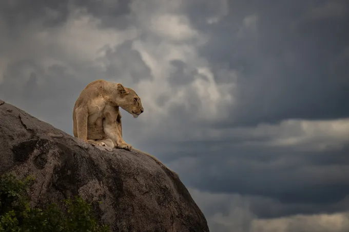 A lion on top of a rock under a stormy sky