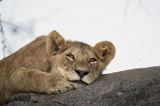 A lion lies on a rock