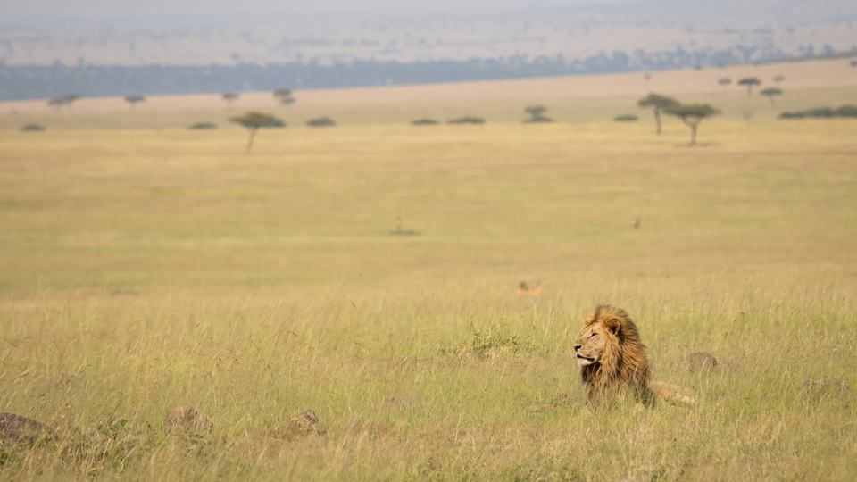 A lion in a large grassland