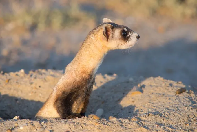 A black-footed ferret poking out of the ground.