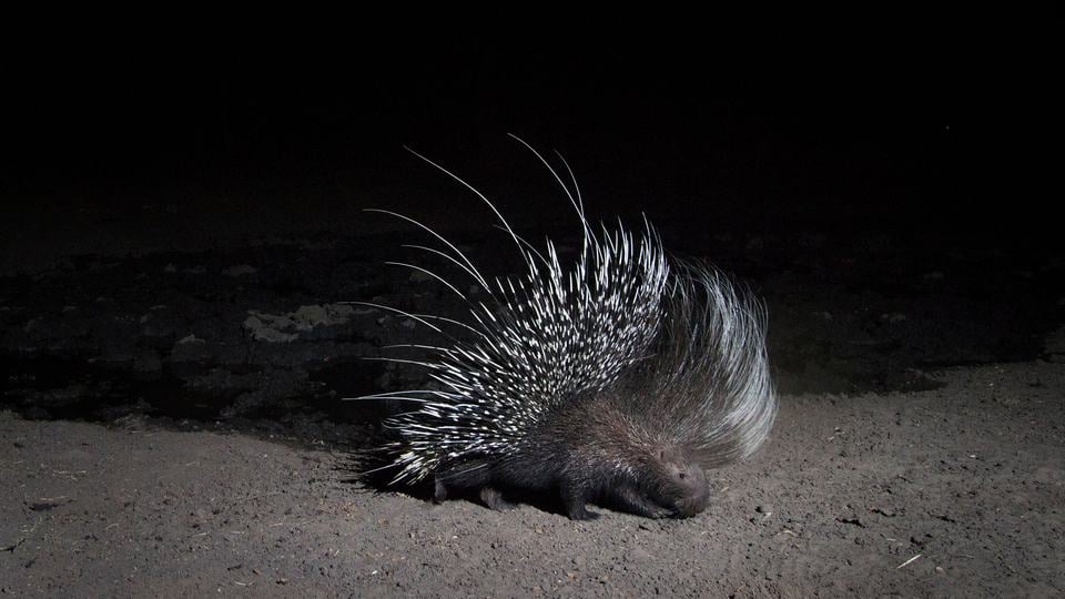 A cape porcupine with white and black spikes walks across a sandy area at night