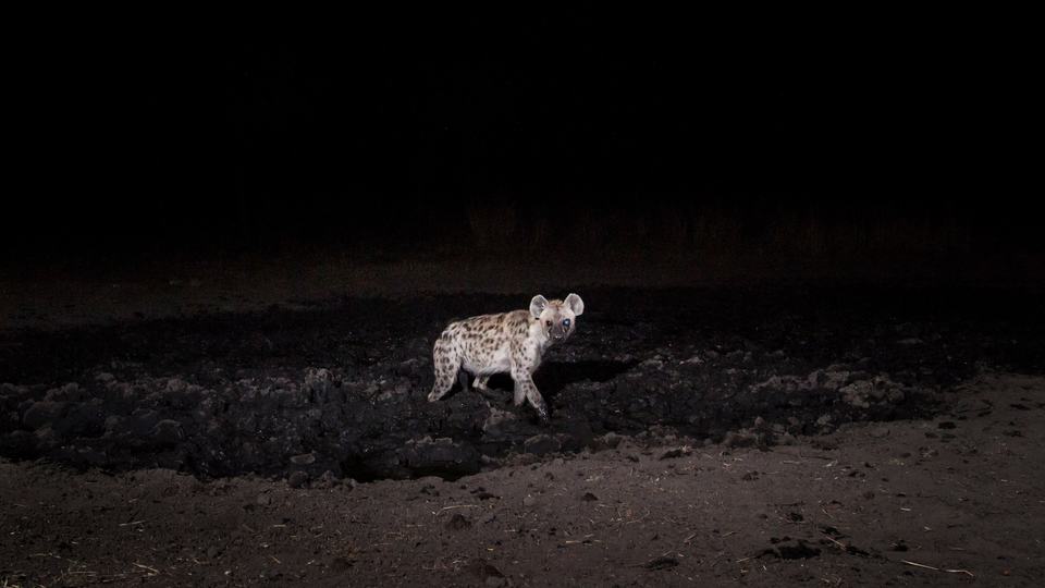 a spotted hyena is captured on a camera trap in the darkness of night in Namibia