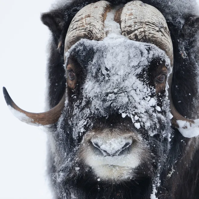 A muskox is covered with snow