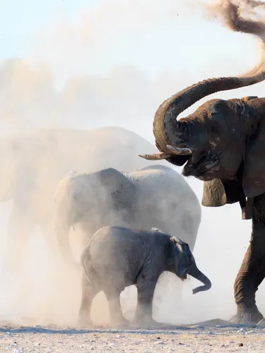 Elephants in a cloud of dust