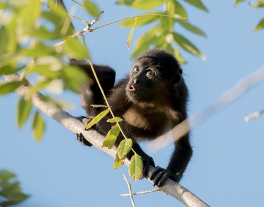 A monkey clings to a tree branch