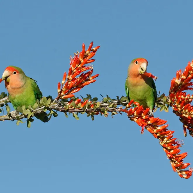 Two rosy-faced Lovebirds on a flowering branch in Arizona.