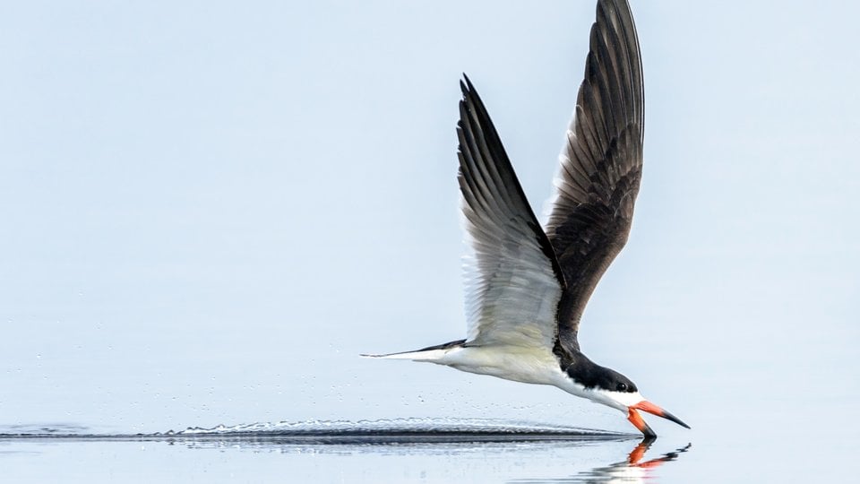 A bird flies just above the water with its beak poking beneath the surface