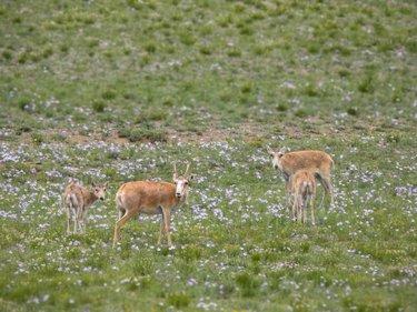 Deer-like animals stand on grass