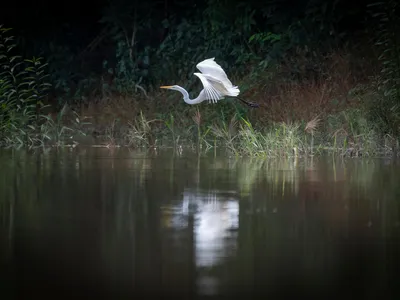 A great egret taking flight on the Tapajós Riverside