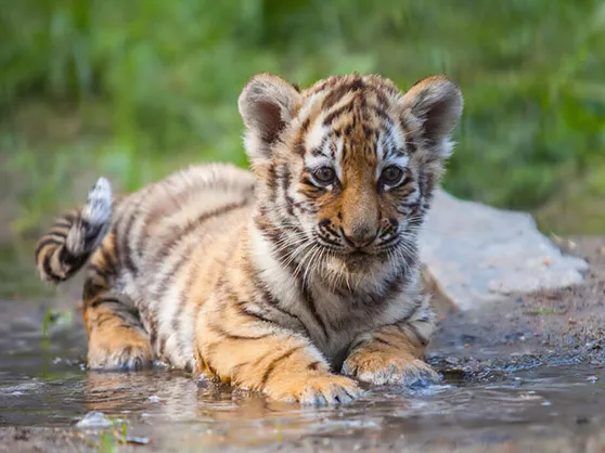 Small tiger cub lying in water