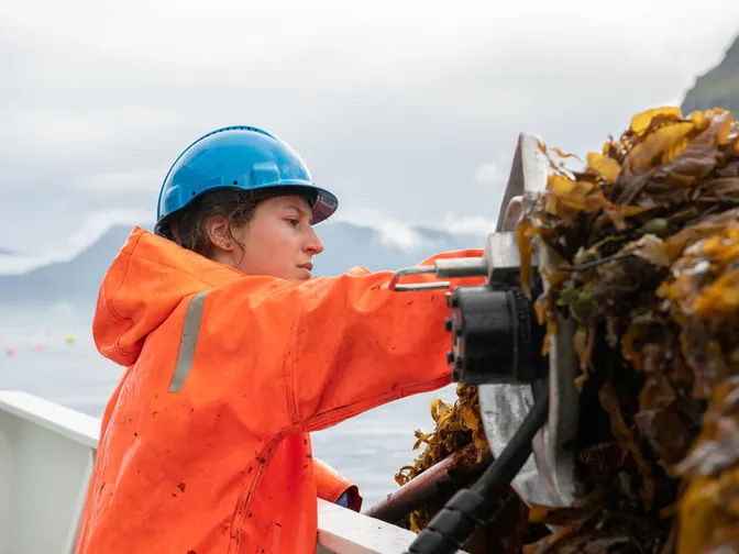 A woman in a hard hat working on a seaweed boat