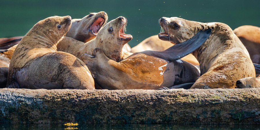 Steller sea lions (Eumetopias jubatus) off Kodiak Island, Alaska, United States