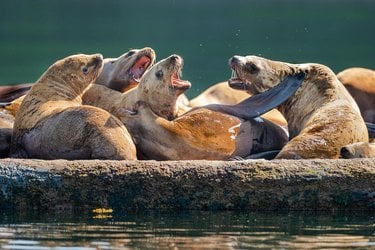 Steller sea lions (Eumetopias jubatus) off Kodiak Island, Alaska, United States