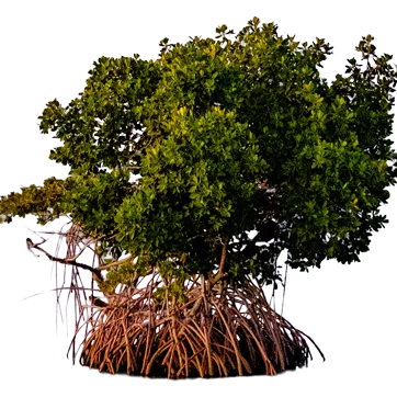 A mangrove tree