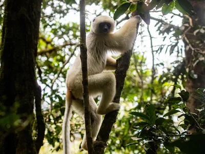 A white silky sifaka climbs up a tree and looks cautiously towards the direction of a photographer. It has fluffy white fur and a long tail.