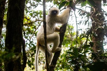 A white silky sifaka climbs up a tree and looks cautiously towards the direction of a photographer. It has fluffy white fur and a long tail.