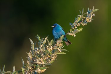 A small blue bird perches on a branch