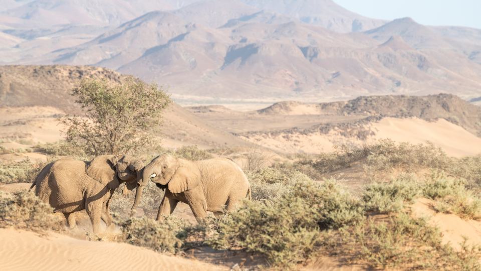 Two desert-adapted elephants play in the dry bed of the Abu Huab River in Namibia