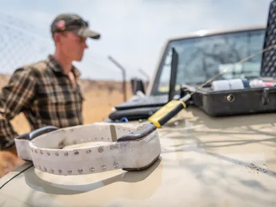 A large collar sits on the hood of a vehicle