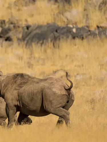 Rhinos walk in dry parched land