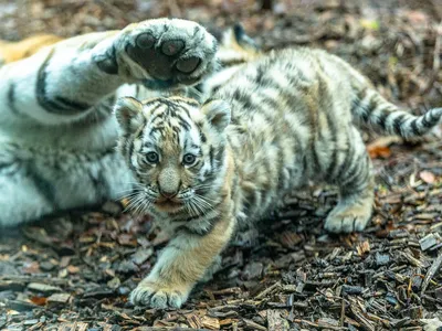 A captive tiger cub looks at the camera as its mother paws at the cub.