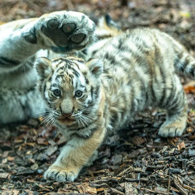 A captive tiger cub looks at the camera as its mother paws at the cub.