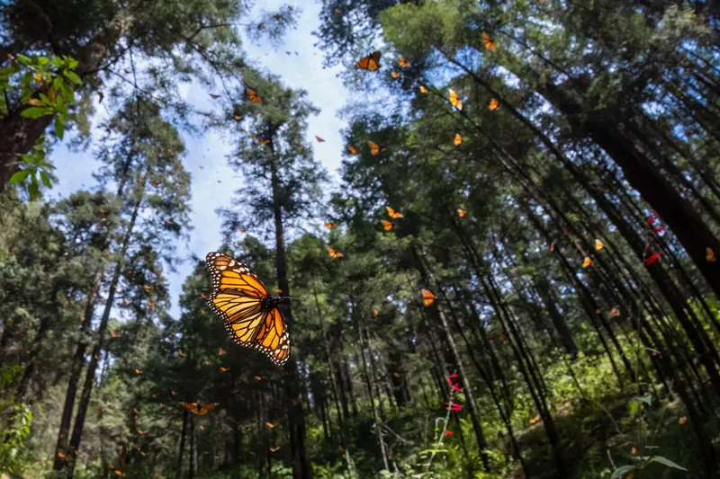 Monarch butterflys (Danaus plexippus) stream down the steps of the El Rosario monarch butterfly sanctuary, Michoacán, Mexico.