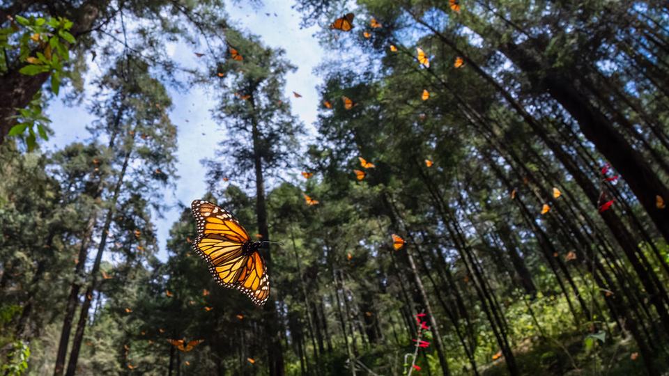 Monarch butterflys (Danaus plexippus) stream down the steps of the El Rosario monarch butterfly sanctuary, Michoacán, Mexico. El Rosario consistently has the largest colony of wintering monarch butterflies in Mexico.