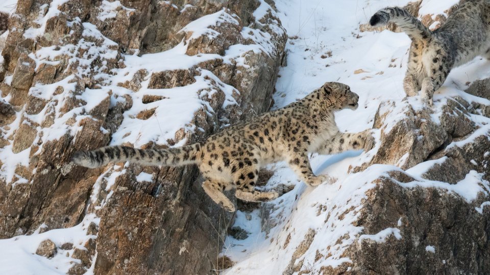 A snow leopard hops across snowy rocks