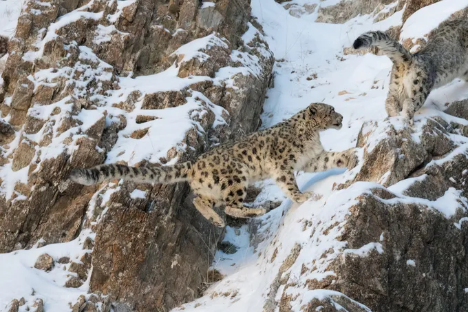 A snow leopard hops across snowy rocks