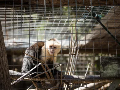 A rescued capuchin monkey in a cage.