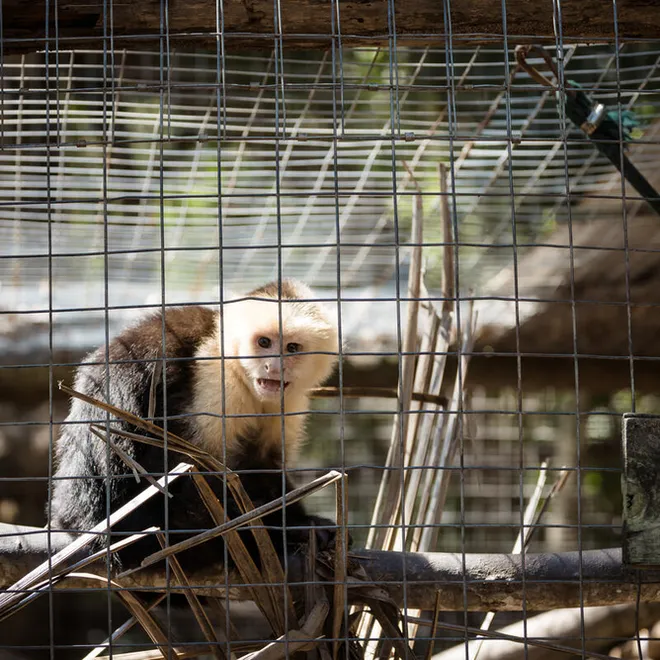 A rescued capuchin monkey in a cage.
