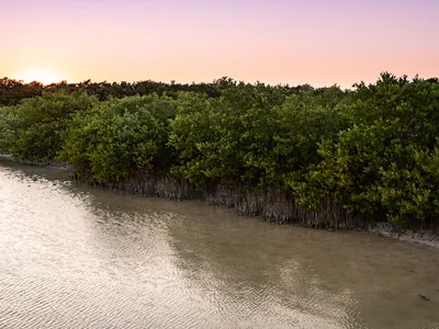 Mangroves along the water at dusk or dawn.