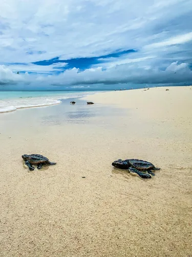 Two baby loggerhead turtles in the foreground shuffling toward the ocean's shoreline with a cloudy sky in the background..