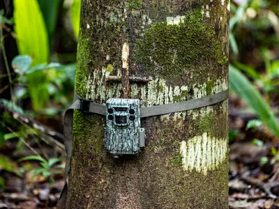 Camera trap set up as part of WWF-Colombia's work with local communities to monitor jaguars and other wildlife, near Cerro Azul.