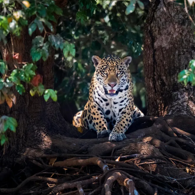 Jaguar (Panthera onca) lying on tree roots, portrait. Mato Grosso, Pantanal, Brazil.