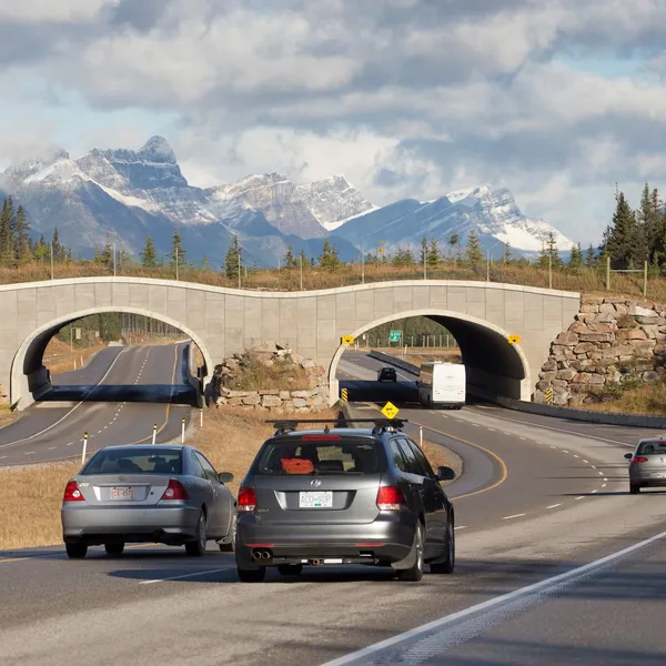 A bridge over a highway with grass and vegetation on top of it