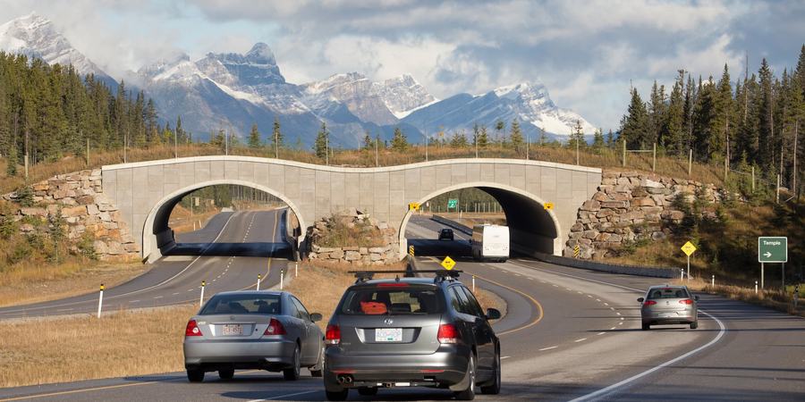 A bridge over a highway with grass and vegetation on top of it