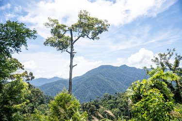 Trees and Sky in Viet Nam